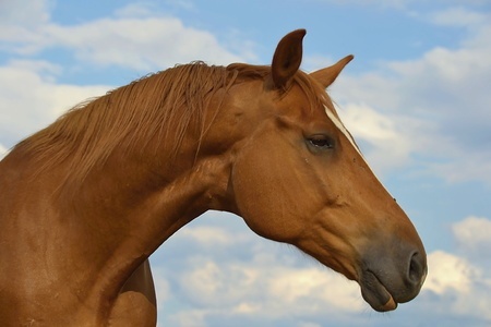 Horse Example